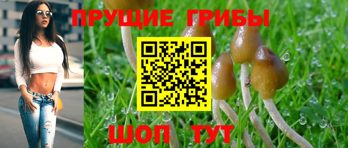 Псилоцибиновые грибы GOLDEN TEACHER Сегежа